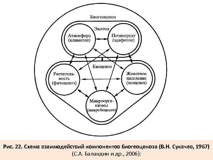 Рис. 22. Схема взаимодействий компонентов биогеоценоза (В. Н. Сукачев, 1967) (С. А. Баландин и