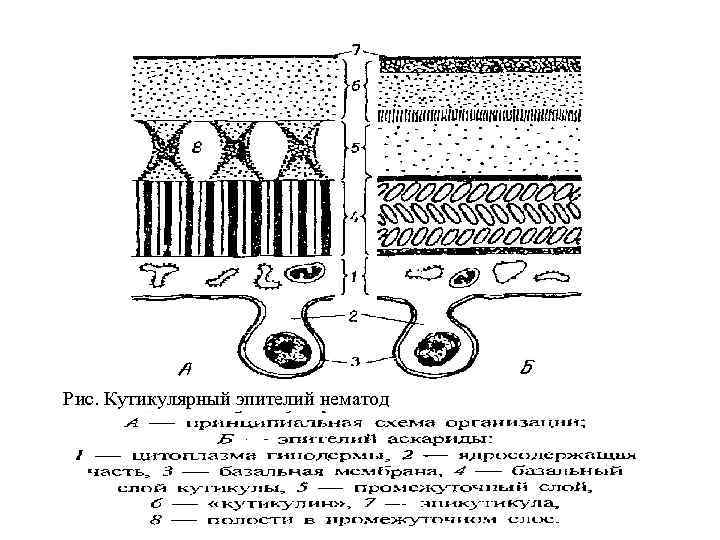 Рис. Кутикулярный эпителий нематод 