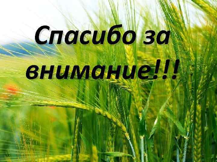 Спасибо за внимание!!! 