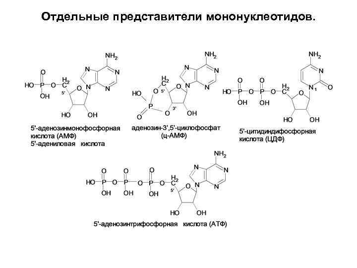 Отдельные представители мононуклеотидов. 