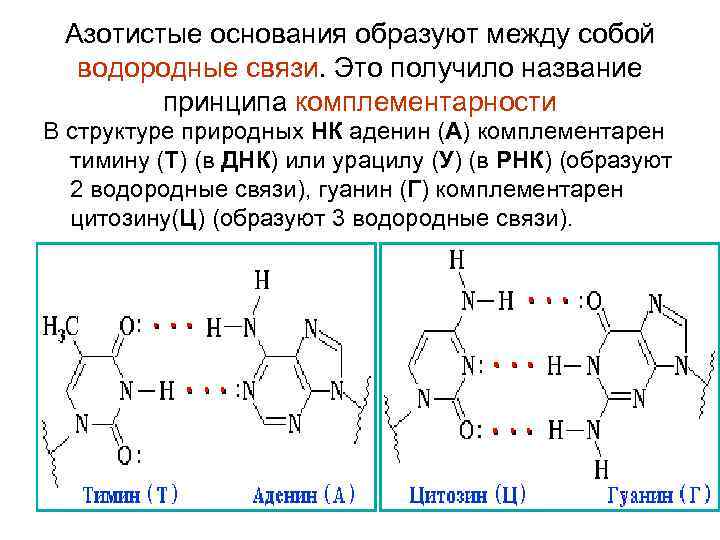 Водородный связи между аденином и тимином. Комплементарность Адени. Тимин комплементарен аденину. Структура ДНК азотистые основания. Комплементарность аденин.