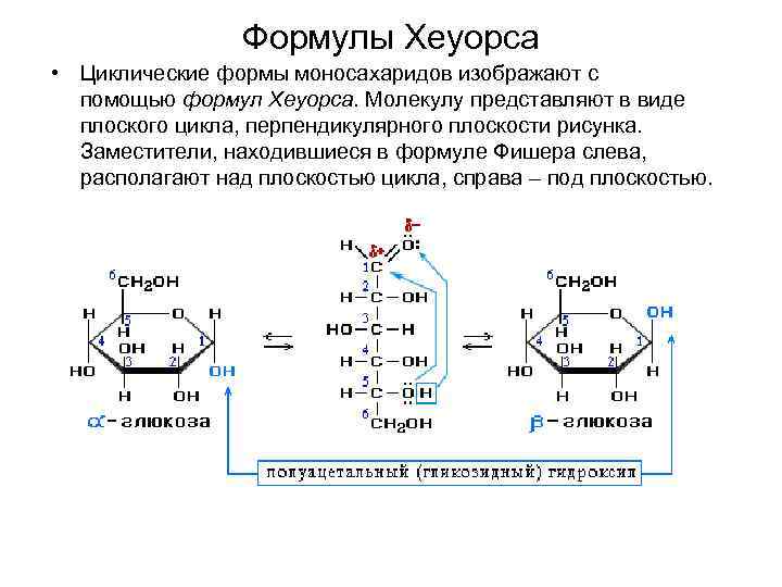 Формулы Хеуорса • Циклические формы моносахаридов изображают с помощью формул Хеуорса. Молекулу представляют в