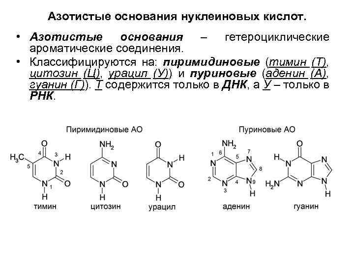 Азотистые основания нуклеиновых кислот. • Азотистые основания – гетероциклические ароматические соединения. • Классифицируются на: