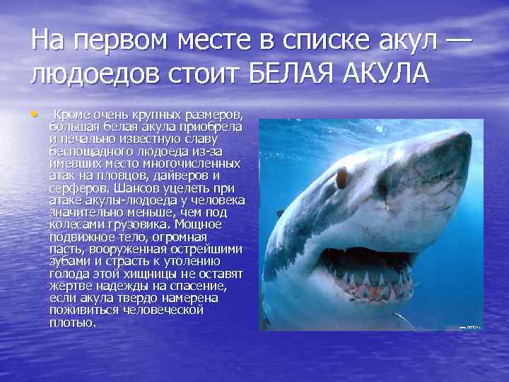 На первом месте в списке акул — людоедов стоит БЕЛАЯ АКУЛА • Кроме очень