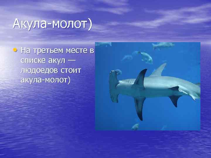 Акула-молот) • На третьем месте в списке акул — людоедов стоит акула-молот) 