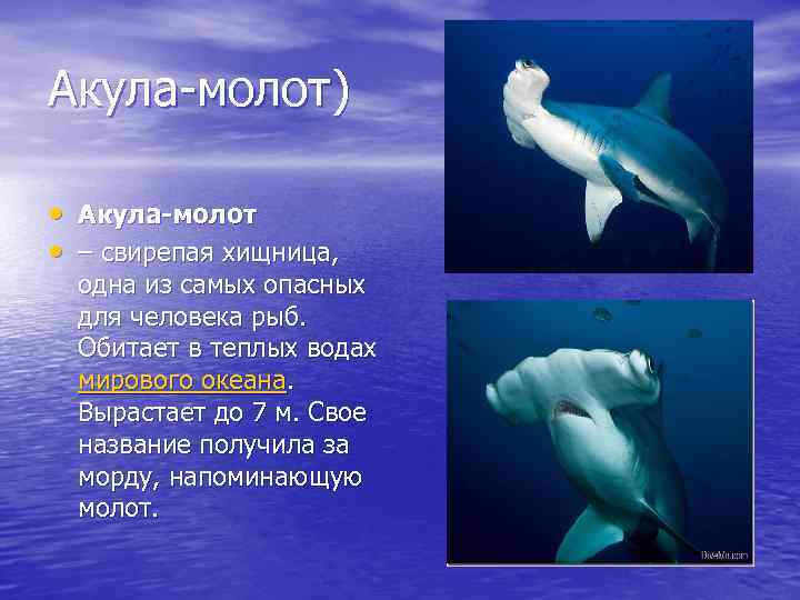Акула-молот) • Акула-молот • – свирепая хищница, одна из самых опасных для человека рыб.