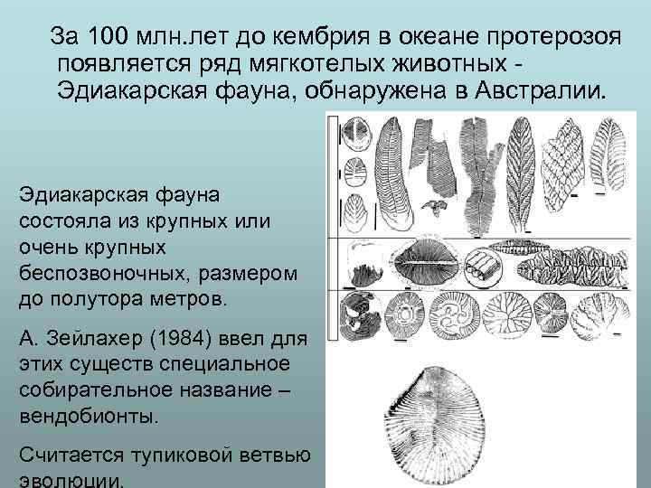 За 100 млн. лет до кембрия в океане протерозоя появляется ряд мягкотелых животных -