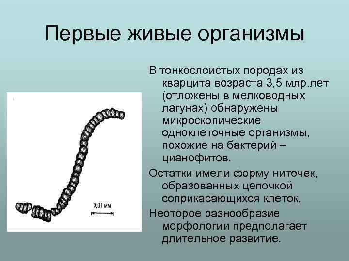 Первые живые организмы В тонкослоистых породах из кварцита возраста 3, 5 млр. лет (отложены