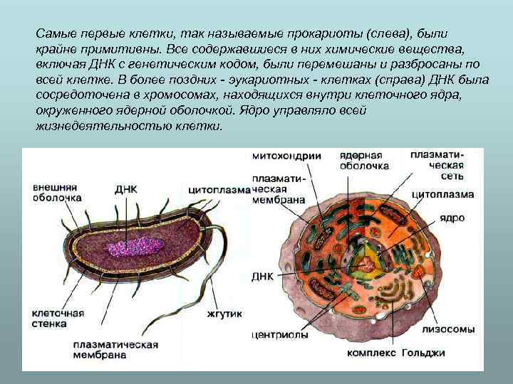 Самые первые клетки, так называемые прокариоты (слева), были крайне примитивны. Все содержавшиеся в них