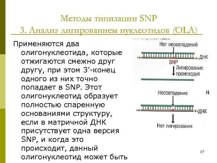 Методы типизации SNP 3. Анализ лигированием нуклеотидов (OLA) Применяются два олигонуклеотида, которые отжигаются смежно