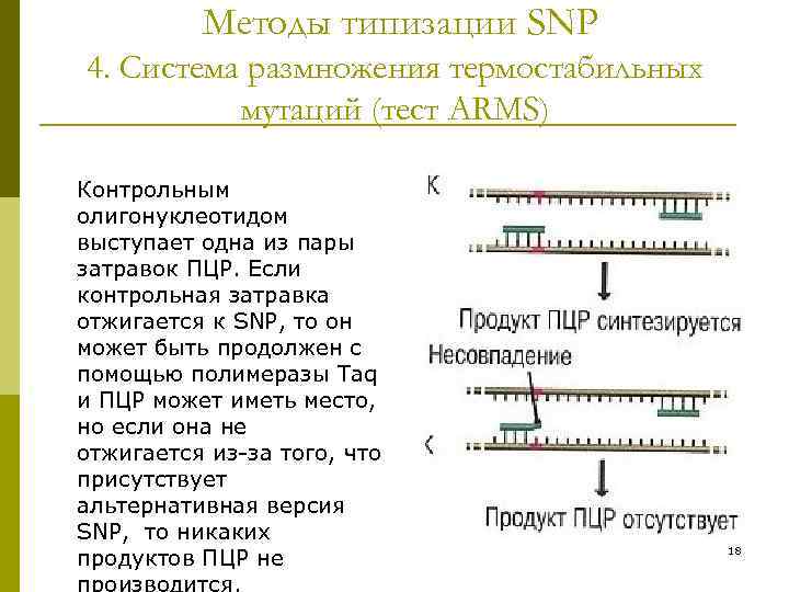 Методы типизации SNP 4. Система размножения термостабильных мутаций (тест ARMS) Контрольным олигонуклеотидом выступает одна