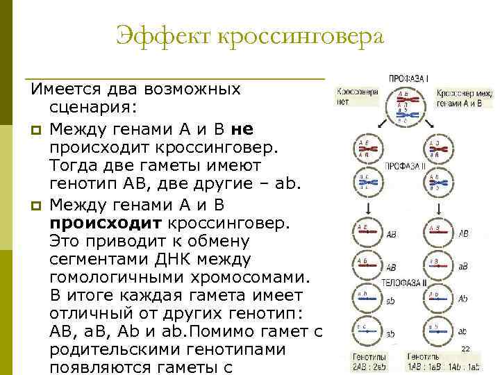 Участки между генами