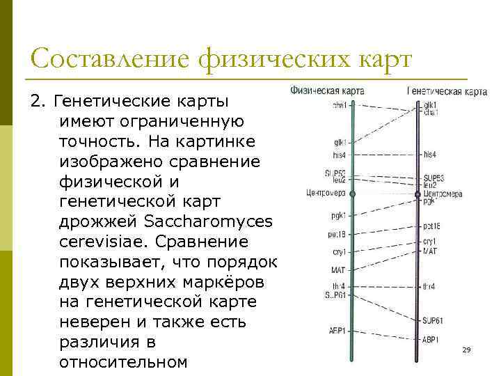 Составление физических карт 2. Генетические карты имеют ограниченную точность. На картинке изображено сравнение физической