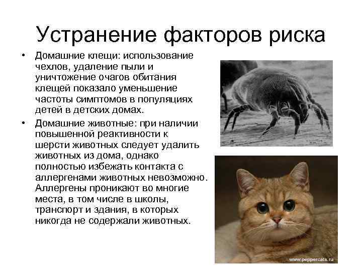 Устранение факторов риска • Домашние клещи: использование чехлов, удаление пыли и уничтожение очагов обитания