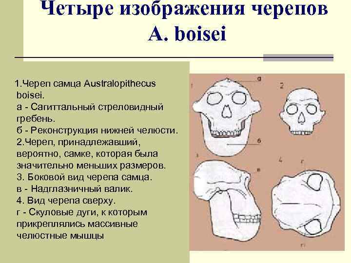 Четыре изображения черепов A. boisei 1. Череп самца Australopithecus boisei. а - Сагиттальный стреловидный