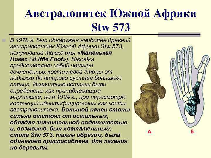 Австралопитек Южной Африки Stw 573 n В 1978 г. был обнаружен наиболее древний австралопитек