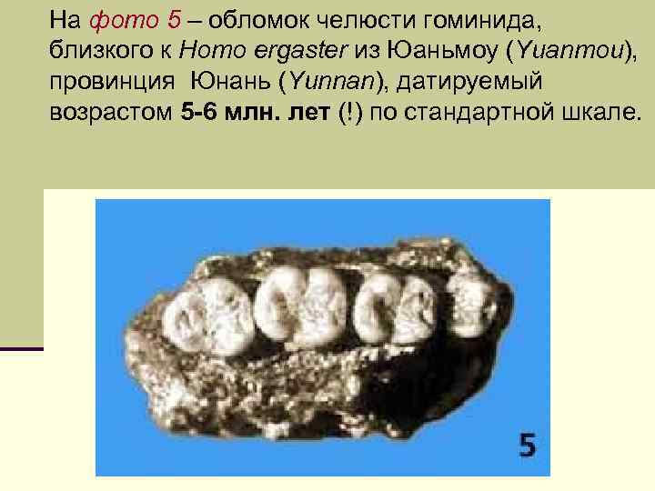  На фото 5 – обломок челюсти гоминида, близкого к Homo ergaster из Юаньмоу