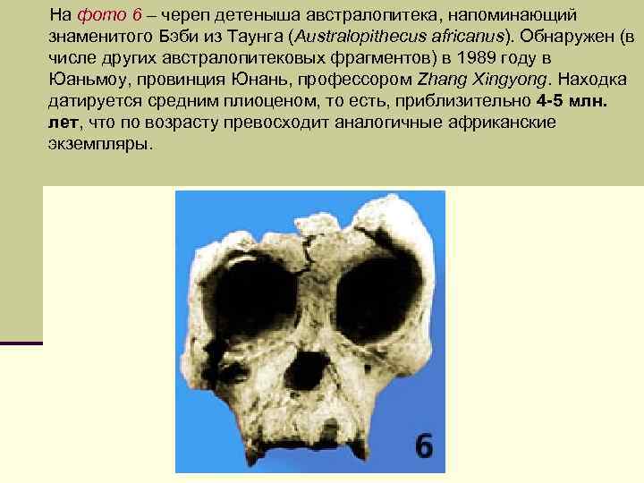  На фото 6 – череп детеныша австралопитека, напоминающий знаменитого Бэби из Таунга (Australopithecus