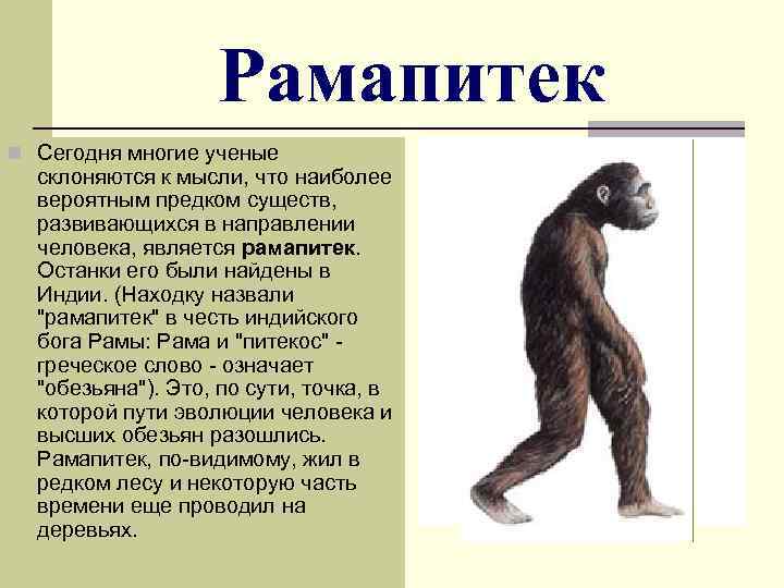 Пользуясь рисунком сравните размеры рост и массу предков гоминид дриопитеков австралопитеков