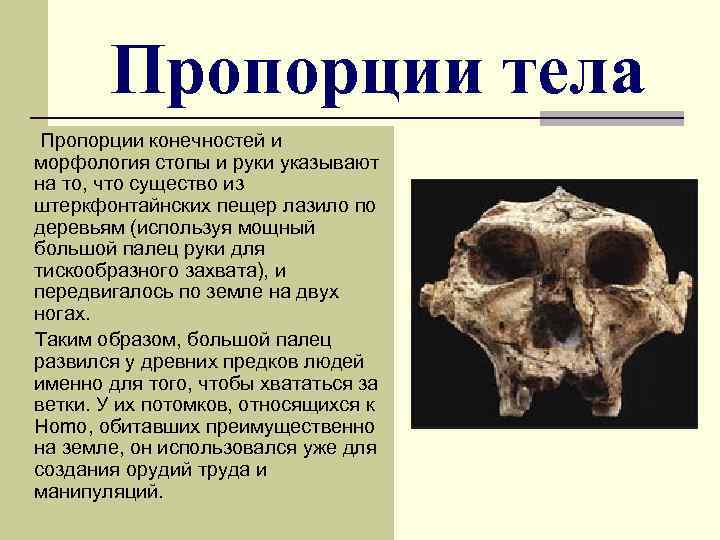 Пропорции тела Пропорции конечностей и морфология стопы и руки указывают на то, что существо