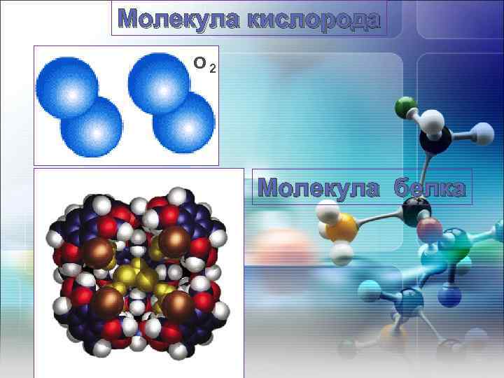 Молекула кислорода О 2 Молекула белка 