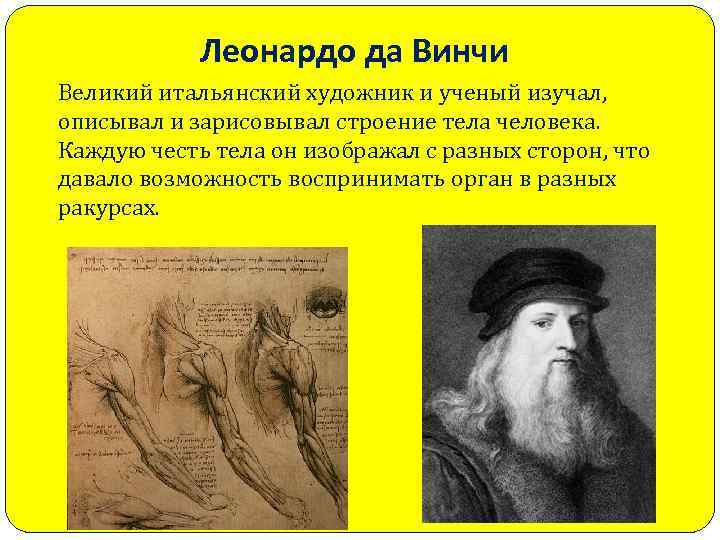 Леонардо да Винчи Великий итальянский художник и ученый изучал, описывал и зарисовывал строение тела