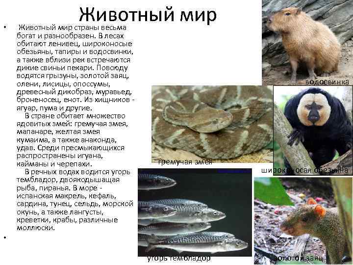  • Животный мир страны весьма богат и разнообразен. В лесах обитают ленивец, широконосые