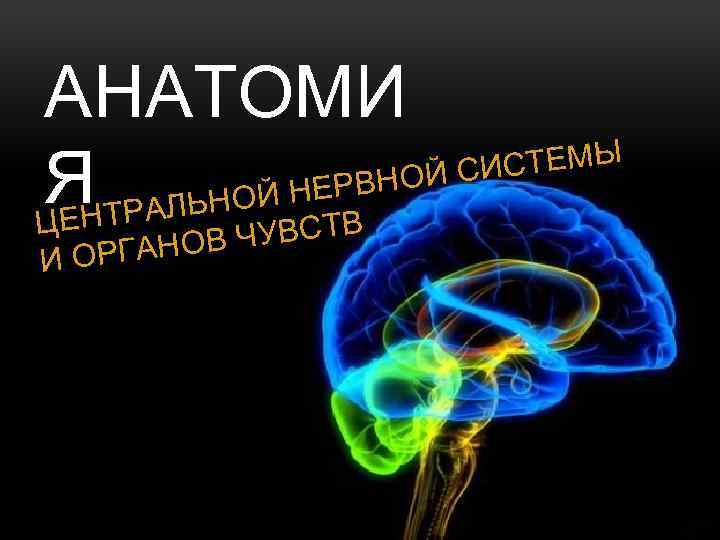 АНАТОМИ ИСТЕМЫ ВНОЙ С Я ТРАЛЬНОЙ НЕТРВ ЦЕН И ОВ ЧУВС ОРГАН 