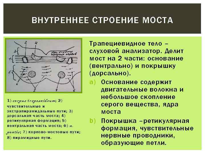 Строение моста. Внутреннее строение моста. Мост строение. Внутренстроение моста. Внутреннее строение моста анатомия.