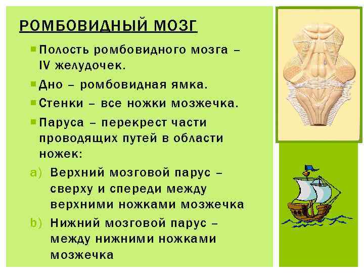 РОМБОВИДНЫЙ МОЗГ Полость ромбовидного мозга – IV желудочек. Дно – ромбовидная ямка. Стенки –