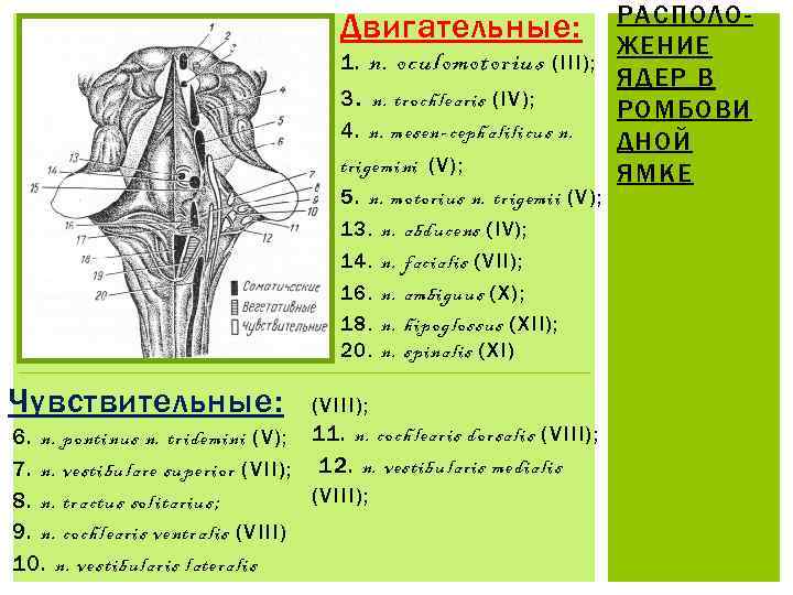 РАСПОЛОЖЕНИЕ 1. n. oculomotorius (III); ЯДЕР В 3. n. trochlearis (IV); РОМБОВИ 4. n.