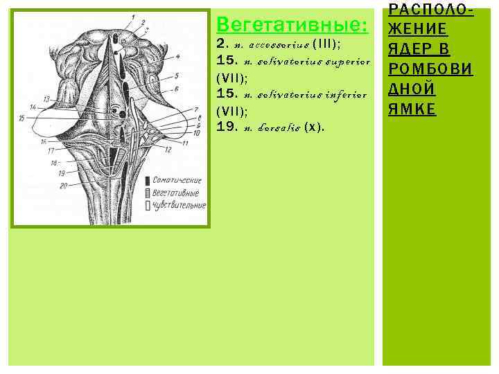 Вегетативные: 2. n. accessorius (III); 15. n. solivatorius superior (VII); 15. n. solivatorius inferior