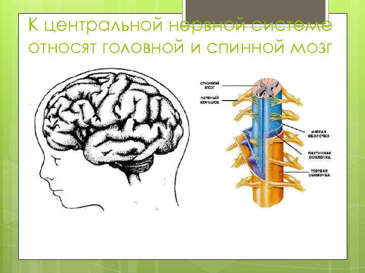 К центральной нервной системе относят головной и спинной мозг 