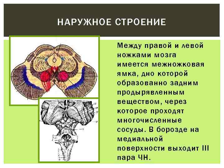 Между строение