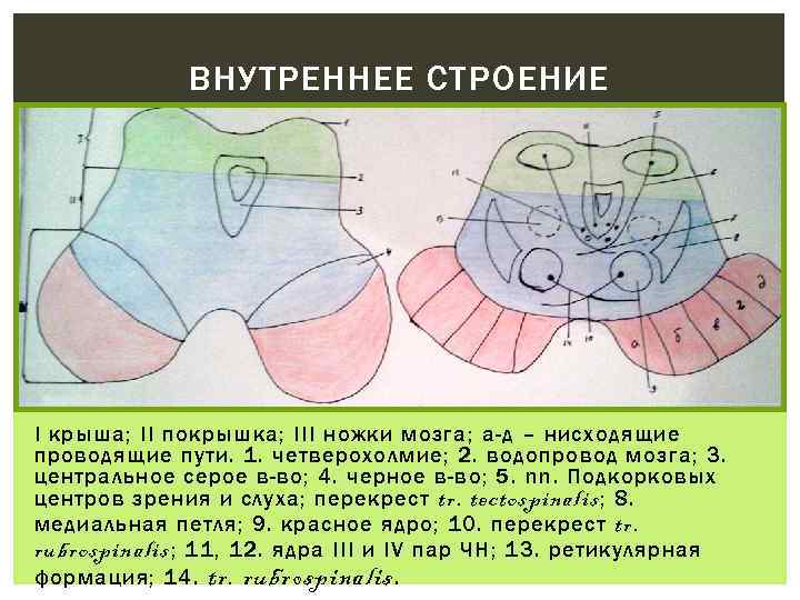 ВНУТРЕННЕЕ СТРОЕНИЕ I крыша; II покрышка; III ножки мозга; а-д – нисходящие проводящие пути.