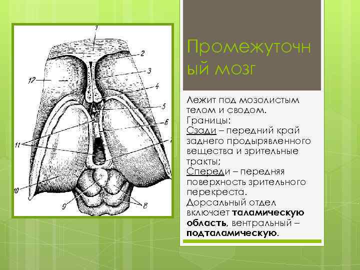 Промежуточн ый мозг Лежит под мозолистым телом и сводом. Границы: Сзади – передний край