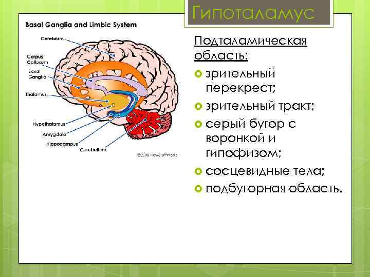 Гипоталамус Подталамическая область: зрительный перекрест; зрительный тракт; серый бугор с воронкой и гипофизом; сосцевидные