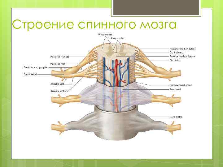 Строение спинного мозга картинка