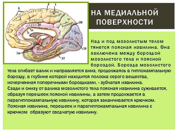 НА МЕДИАЛЬНОЙ ПОВЕРХНОСТИ Над и под мозолистым телом тянется поясная извилина. Она заключена между