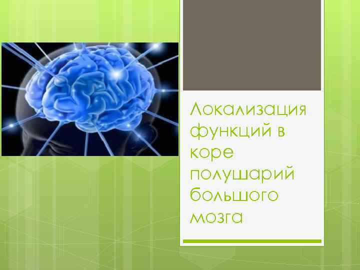 Локализация функций в коре полушарий большого мозга 