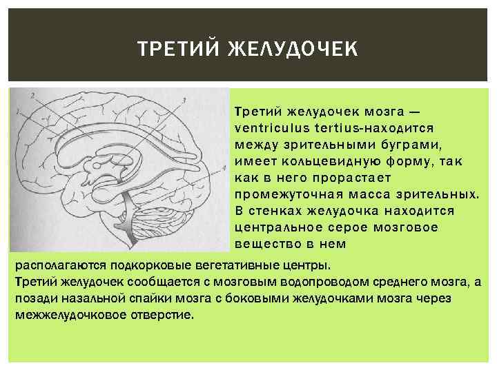 Третий желудочек находится