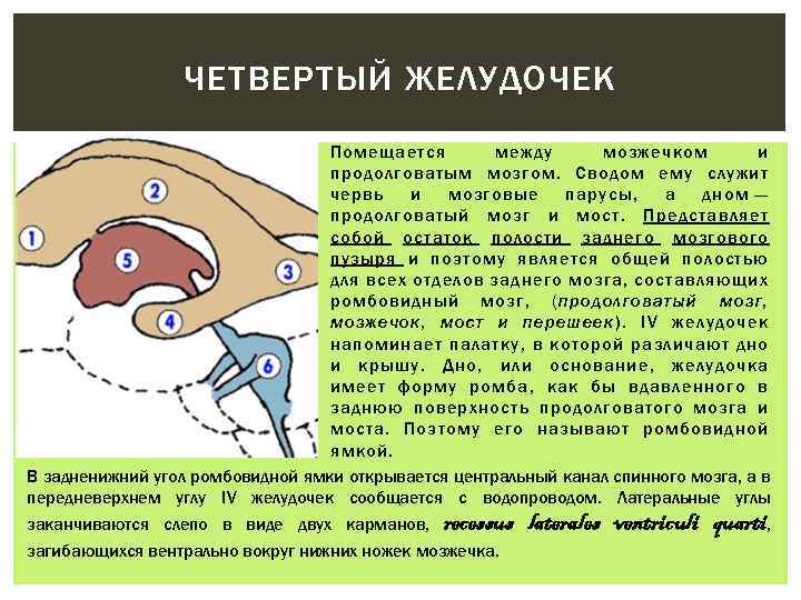 ЧЕТВЕРТЫЙ ЖЕЛУДОЧЕК Помещается между мозжечком и продолговатым мозгом. Сводом ему служит червь и мозговые