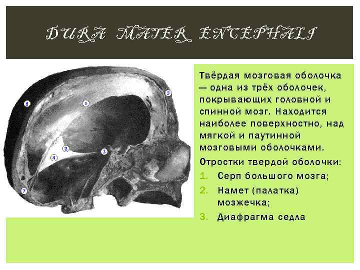 DURA MATER ENCEPHALI Твёрдая мозговая оболочка — одна из трёх оболочек, покрывающих головной и