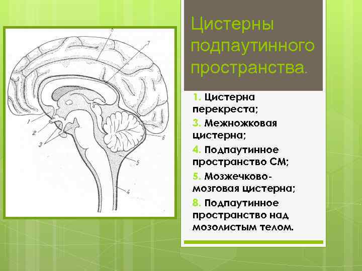 Цистерны подпаутинного пространства. 1. Цистерна перекреста; 3. Межножковая цистерна; 4. Подпаутинное пространство СМ; 5.