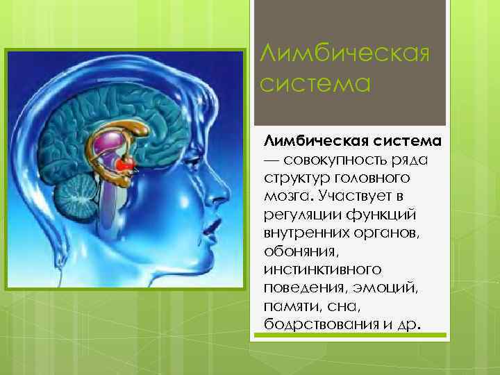 Лимбическая система — совокупность ряда структур головного мозга. Участвует в регуляции функций внутренних органов,