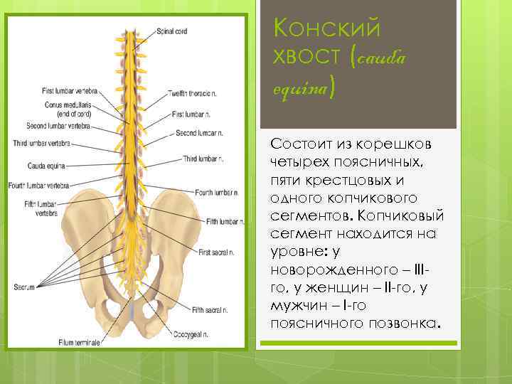 Конский хвост (cauda equina) Состоит из корешков четырех поясничных, пяти крестцовых и одного копчикового