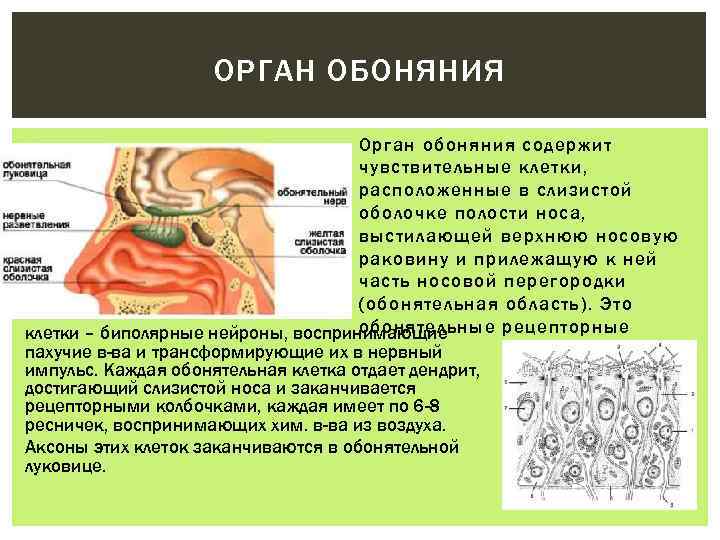 Органы обоняния кратко. Обонятельный анализатор нос. Орган обоняния. Строение обонятельного органа.