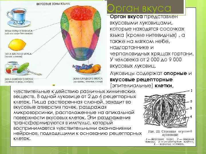 Орган вкуса представлен вкусовыми луковицами, которые находятся сосочках языка (кроме нитевидных) , а также