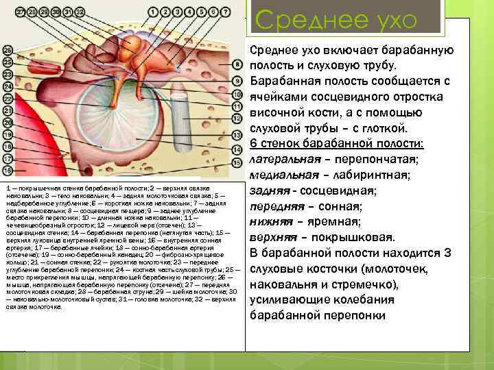 Среднее ухо 1 — покрышечная стенка барабанной полости; 2 — верхняя связка наковальни; 3