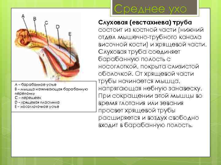 Среднее ухо A – барабанное устье B – мышца натягивающая барабанную перепонку C –